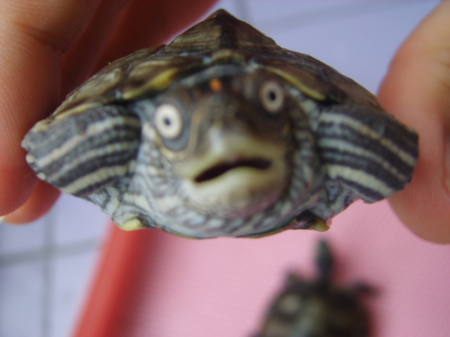 turtle.jpg