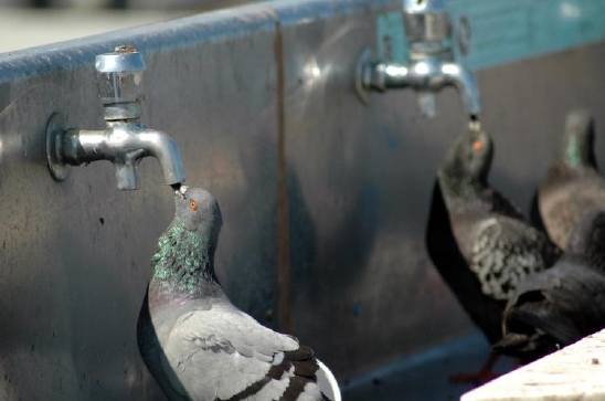 bidoolgi_water.jpg