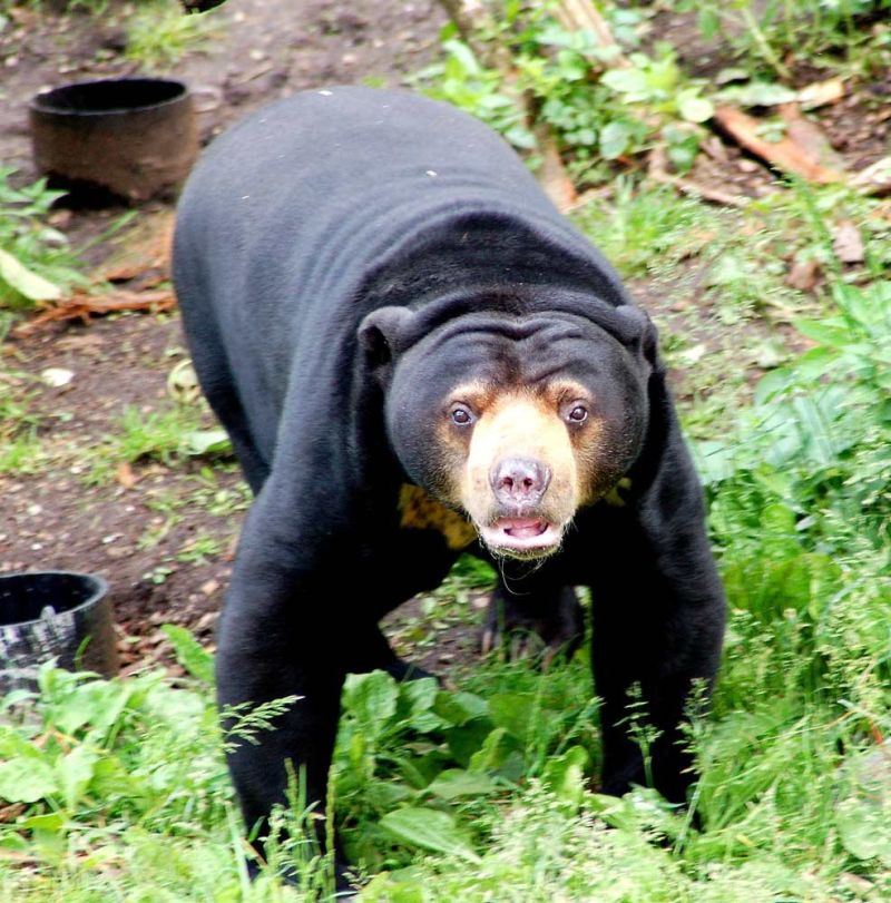 bear.jpg