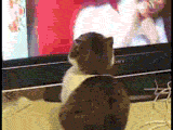 WOW.gif
